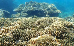 Vì sao vịnh Nha Trang mất gần 200ha san hô trong hơn 20 năm?
