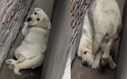 Chú chó có pha bẻ lái quay đầu đỉnh của chóp