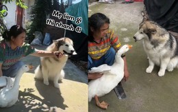 Chú chó bị ngỗng đánh tơi bời