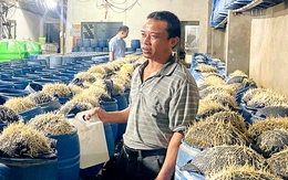 Lại phát hiện hàng trăm tấn giá đỗ được ủ bởi hóa chất có hại cho sức khỏe