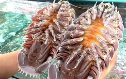 Vụ ăn bọ biển giá 1,8 triệu đồng/kg rồi tố 'chặt chém': Người đăng đã xóa bài và... biến mất