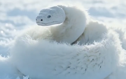 Rắn lông Bắc Cực dưới băng Nam Cực chỉ là 'trò nhảm' của AI