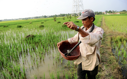 Nông nghiệp chỉ còn con đường cải cách lớn do biến đổi khí hậu