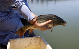 Kích điện tận diệt cá dưới chân cầu Long Biên: Cục Thủy sản và Kiểm ngư đề nghị xử lý nghiêm