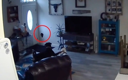 Hai chú chó đứng thất thần khi làm thủng tường nhà