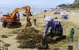 Lục bình, rác thải đâu ra tấp vào biển Vũng Tàu hàng chục tấn mỗi ngày?