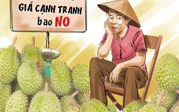 Đừng để sầu riêng thành... sầu chung