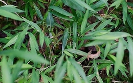 Mắt 10/10 mới thấy con muồm muỗm ở đâu