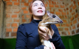 Lạ lùng nuôi cheo cheo quý hiếm dễ như nuôi heo