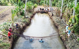 Mùa chụp đìa xứ bác Ba Phi