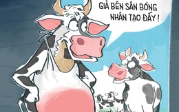 Bò bố đi quảng cáo... sữa