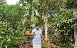 Nhớ ngày Tết Đoan ngọ ‘giết sâu bọ’ cho cây trái sum sê