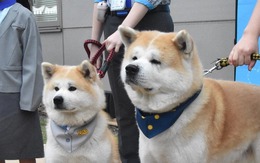 Bổ nhiệm 2 chú chó Akita làm giám đốc sân bay