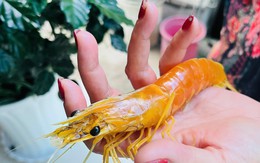 Xuất hiện tôm sú màu vàng độc lạ ở Cà Mau