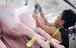 Thực hư việc Công ty cổ phần C.P. Việt Nam bán heo, gà mắc bệnh: Sóc Trăng lập đoàn kiểm tra