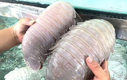 Vụ ăn bọ biển rồi tố 'chặt chém': Cơ quan chức năng nói 'tích cực' nhưng chưa tìm ra người đăng tin