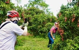 Du khách thích thú đến Phú Yên check-in, ăn vải tại vườn