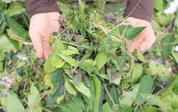 Tết Đoan ngọ: Tục vào rừng giữa trưa hái lá uống mùng 5