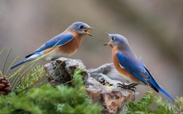 Loài chim gây kinh ngạc vì biết giúp nhau 'có đi có lại' như người