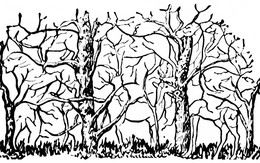 Thử tài tinh mắt: Có bao nhiêu con vật trong hình?