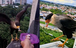 Đại bàng trả ơn khi được chàng trai hàng ngày cho ăn