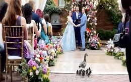 Vịt mẹ dẫn đàn con vào hôn trường dự đám cưới cô chủ