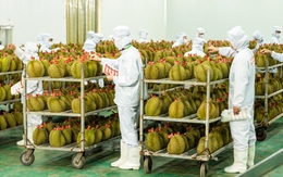 Thủ tướng chỉ đạo 5 bộ khắc phục tình trạng nông sản được mùa mất giá