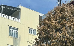 Cây xanh ở TP Quảng Ngãi chết bất thường, nghi bị bức tử bằng hóa chất