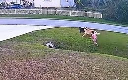 Chú chó xả thân cứu cậu chủ bị chó dữ tấn công