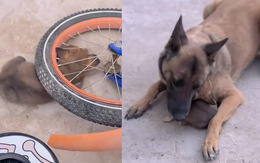 Tan chảy với đoạn video chó mẹ giải cứu cho con gặp nguy hiểm