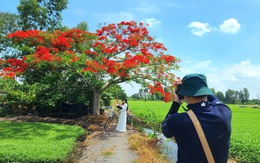 Phượng cô đơn nổi bật giữa đồng ở TP.HCM, mong đừng ai bẻ hoa, xả rác