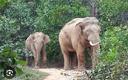 Xót xa voi con lọt giếng chết ở khu bảo tồn Đồng Nai, voi mẹ đạp đất tìm cách cứu con