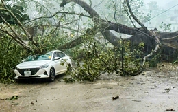 Cây cổ thụ bị gió quật đổ trong mưa dông đè trúng ô tô đang đi trên đường