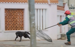 Người đàn ông tử vong với dấu hiệu bệnh dại sau hơn 1 năm bị chó cắn