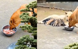 Chú chó trộm thịt cho bạn đời ăn để có sữa chăm con