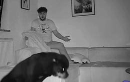 Chú chó lém lỉnh đánh thức cậu chủ để xin ăn