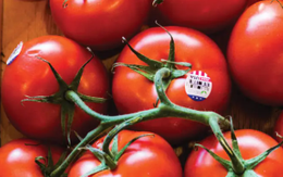 FDA thu hồi cà chua ở 14 tiểu bang do nguy cơ nhiễm khuẩn salmonella
