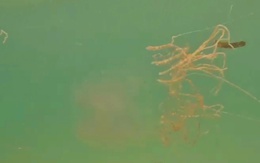 Khuyến cáo du khách tắm biển Phú Quốc cần cẩn thận vào mùa sứa nở rộ