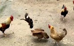 Chú chim đánh gà mái tới tấp vì bị bắt nạt