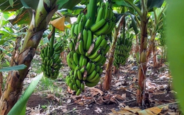 Nông dân Đồng Nai trình báo bị chặt phá cả ngàn quày chuối cấy mô xuất khẩu