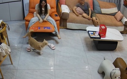 Mèo bối rối trước lựa chọn bên 'tình nhân' và 'pa tê xúc xích'