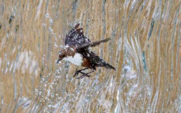 Nhiếp ảnh gia chờ đợi 20 năm để chụp một bức ảnh