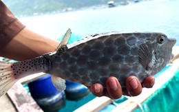 Phạt chủ bè 'chặt chém' du khách ở Nha Trang 20 triệu đồng