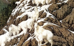 Tìm được 15 con dê, bạn là thiên tài