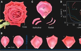 Giải mã bí ẩn hình học cánh hoa hồng, nguồn cảm hứng cho vật liệu thông minh