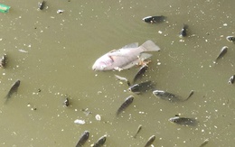 Cá lại nổi dày đặc trên kênh Nhiêu Lộc - Thị Nghè sau mưa đầu mùa