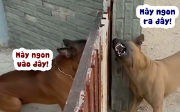 Hai chú chó đấu võ mồm