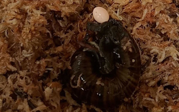 Xem loài ốc sên quý hiếm đẻ trứng từ… cổ