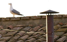 Chân dung chú chim mòng biển 'chiếm sóng' tại cuộc bầu cử Giáo hoàng 2025