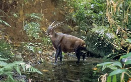 Giải mã thành công gene loài sao la quý hiếm ở Việt Nam